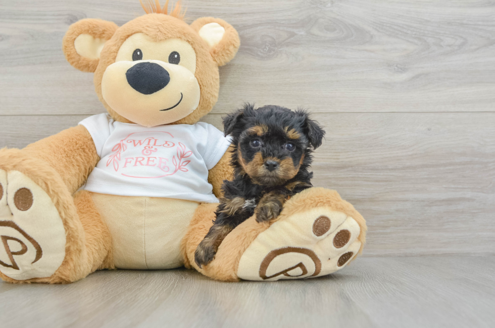 6 week old Yorkie Poo Puppy For Sale - Seaside Pups