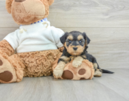 6 week old Yorkie Poo Puppy For Sale - Seaside Pups