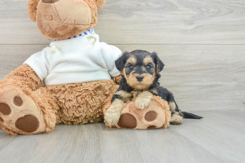 7 week old Yorkie Poo Puppy For Sale - Seaside Pups