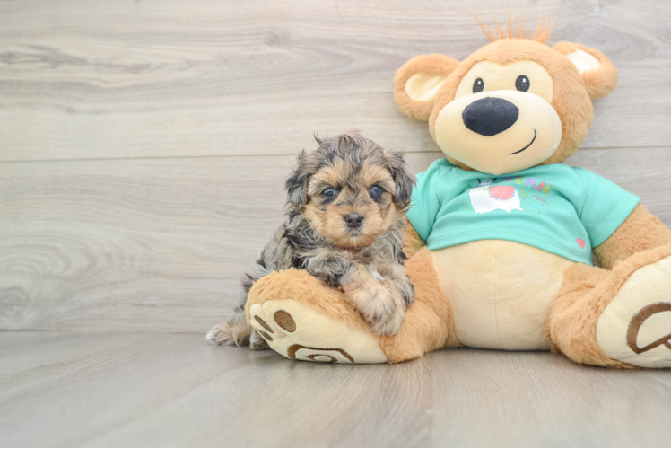 Yorkie Poo Puppy for Adoption