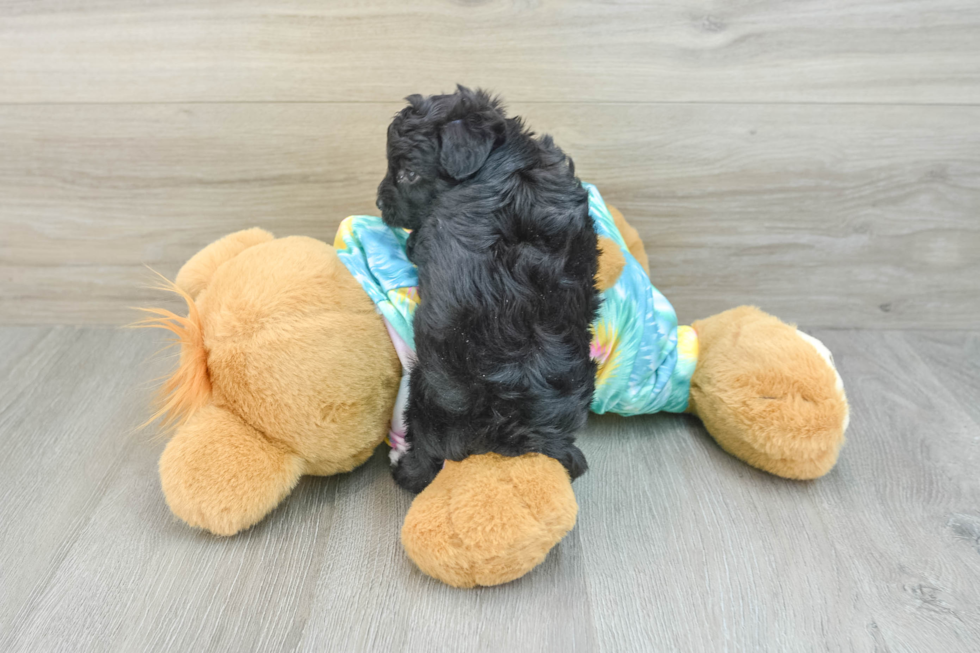 Yorkie Poo Pup Being Cute