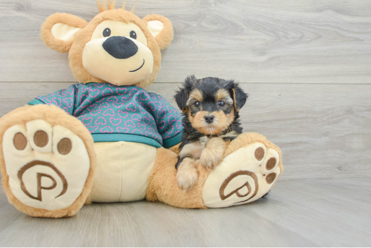 Sweet Yorkie Poo Baby