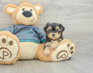 5 week old Yorkie Poo Puppy For Sale - Seaside Pups