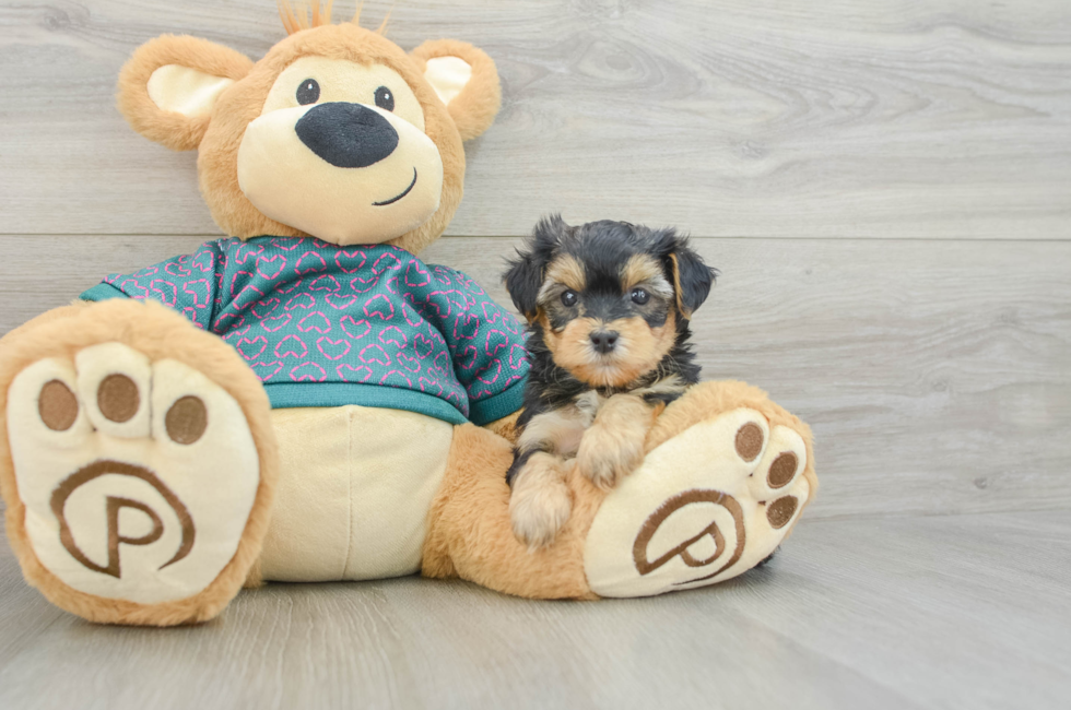 6 week old Yorkie Poo Puppy For Sale - Seaside Pups