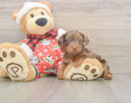 7 week old Yorkie Poo Puppy For Sale - Seaside Pups