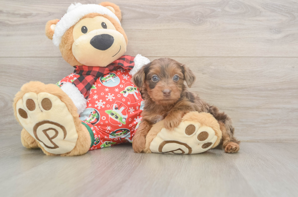 5 week old Yorkie Poo Puppy For Sale - Seaside Pups
