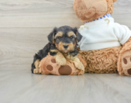 6 week old Yorkie Poo Puppy For Sale - Seaside Pups