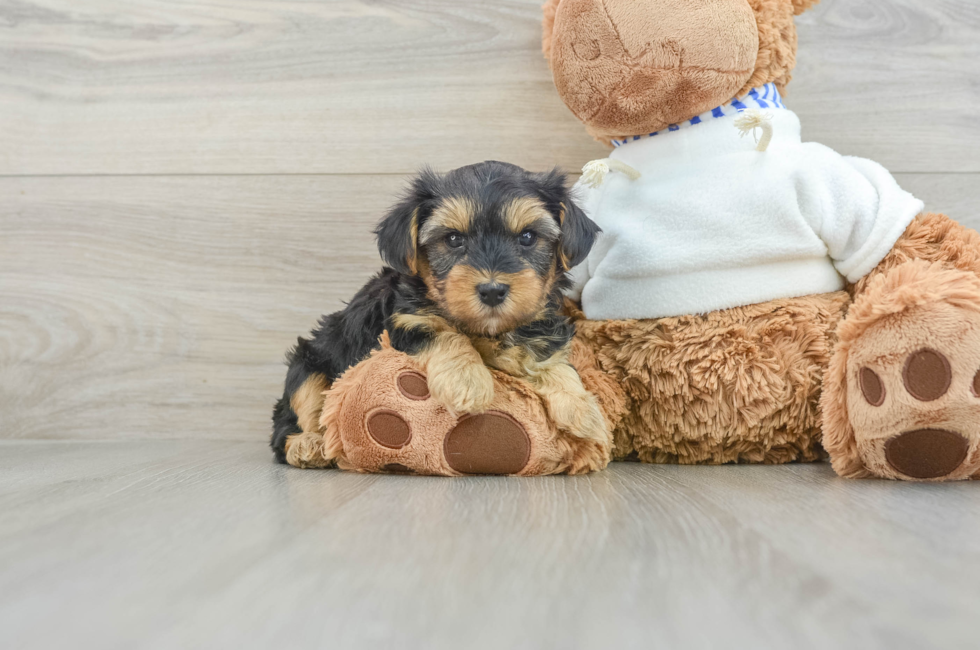 7 week old Yorkie Poo Puppy For Sale - Seaside Pups