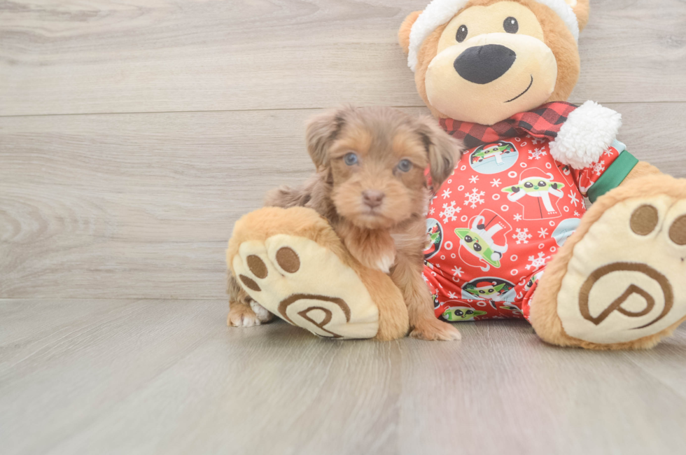 5 week old Yorkie Poo Puppy For Sale - Seaside Pups