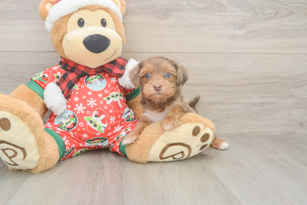 Yorkie Poo Puppy for Adoption