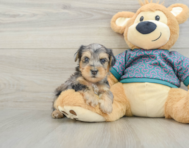 5 week old Yorkie Poo Puppy For Sale - Seaside Pups