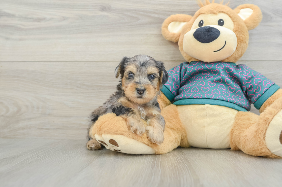 6 week old Yorkie Poo Puppy For Sale - Seaside Pups