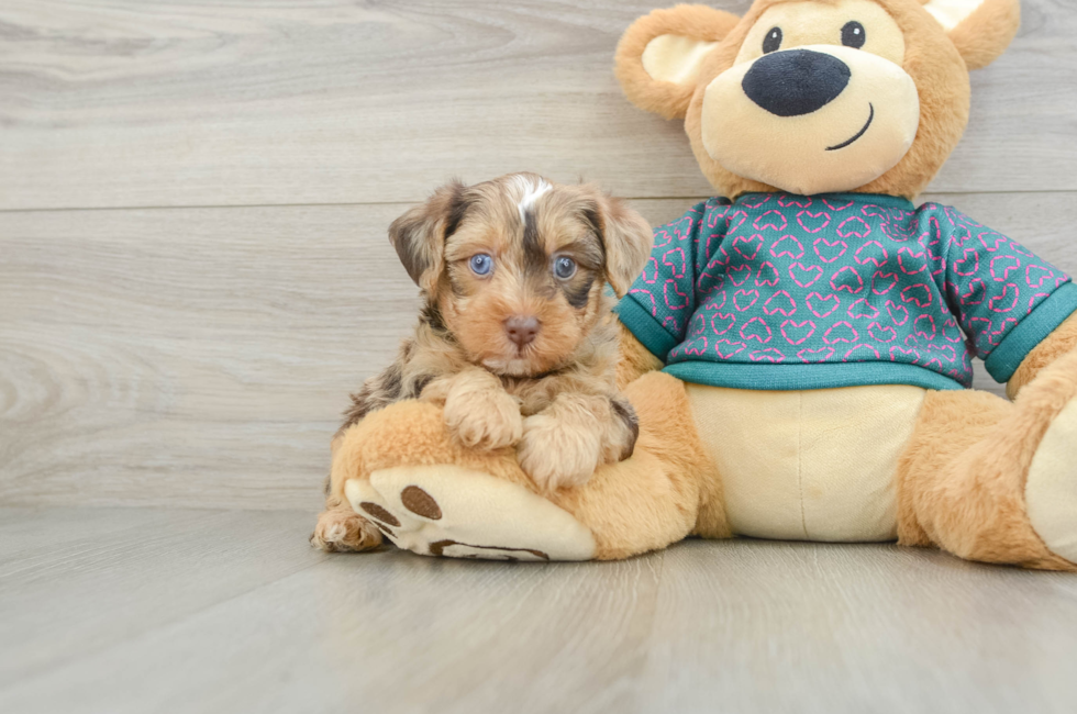 5 week old Yorkie Poo Puppy For Sale - Seaside Pups