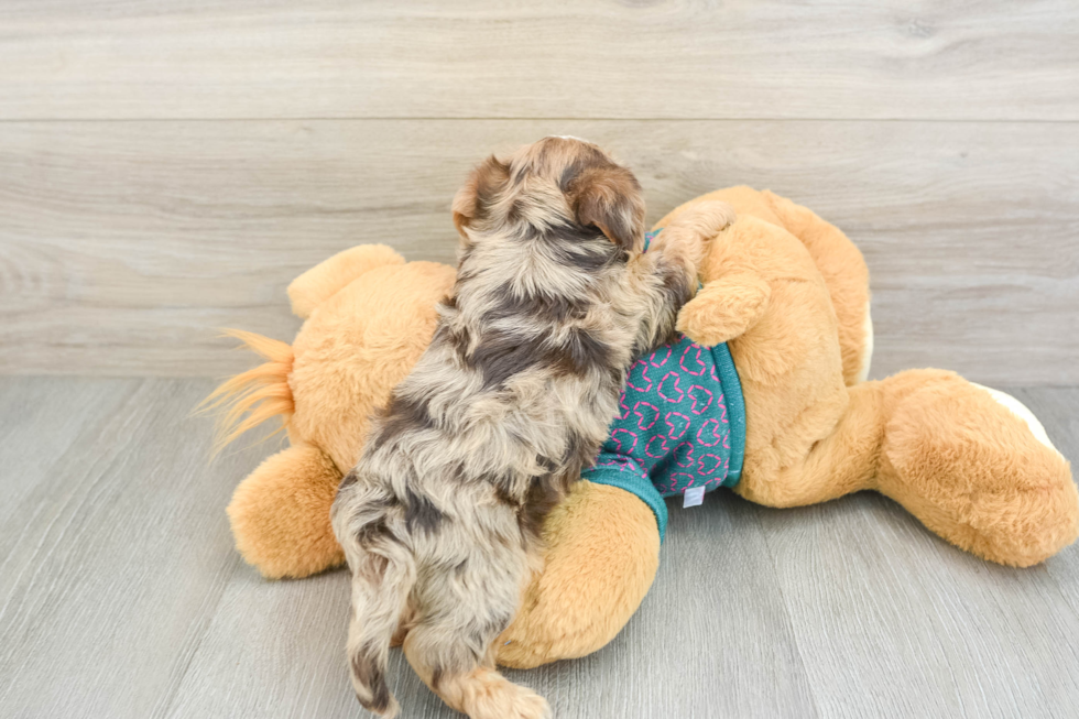 Yorkie Poo Puppy for Adoption