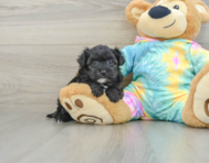 6 week old Yorkie Poo Puppy For Sale - Seaside Pups