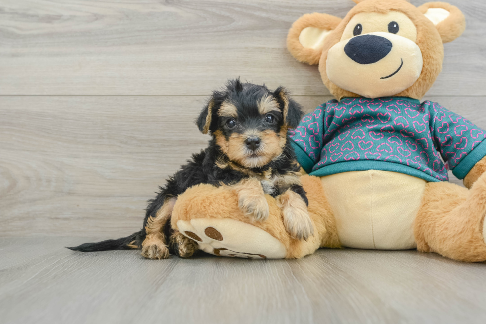 Cute Yorkie Poo Baby