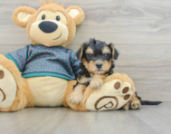 8 week old Yorkie Poo Puppy For Sale - Seaside Pups