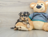 5 week old Yorkie Poo Puppy For Sale - Seaside Pups