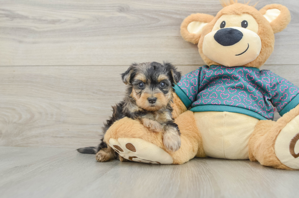 6 week old Yorkie Poo Puppy For Sale - Seaside Pups