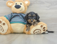 6 week old Yorkie Poo Puppy For Sale - Seaside Pups