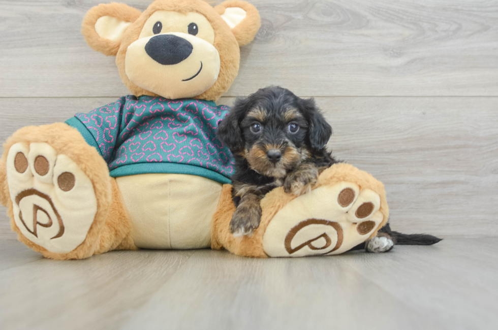 5 week old Yorkie Poo Puppy For Sale - Seaside Pups