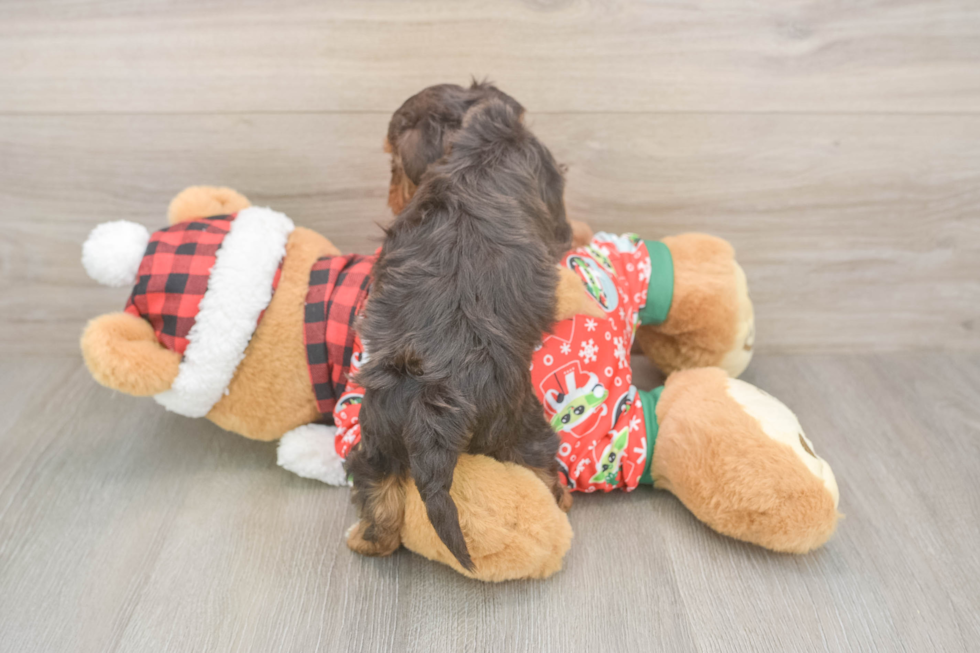 Best Yorkie Poo Baby