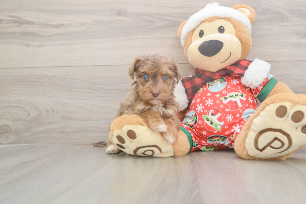 Hypoallergenic Yorkie Doodle Poodle Mix Puppy