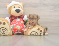 7 week old Yorkie Poo Puppy For Sale - Seaside Pups