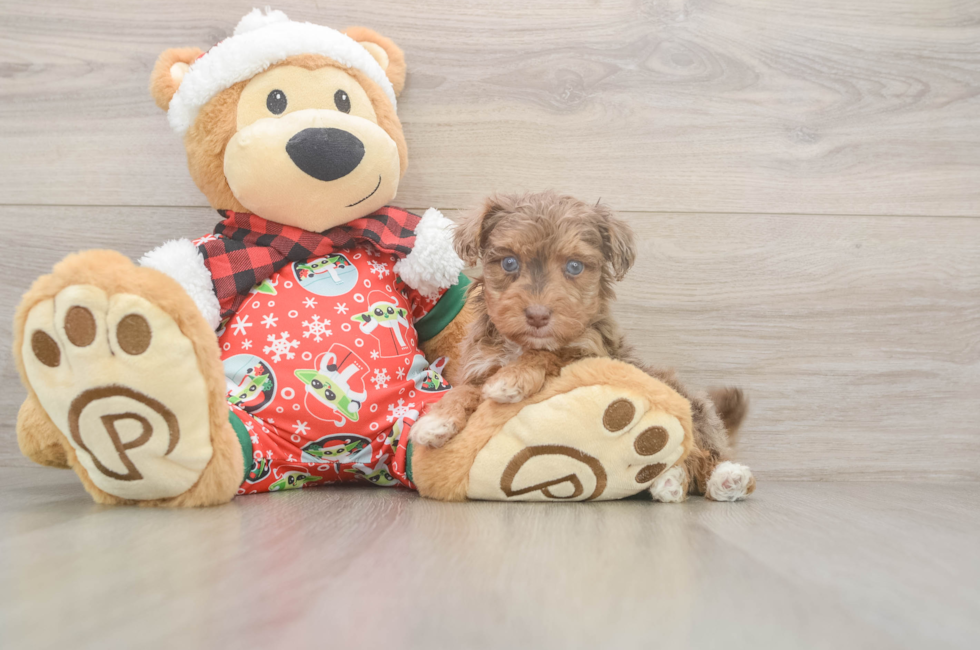 5 week old Yorkie Poo Puppy For Sale - Seaside Pups