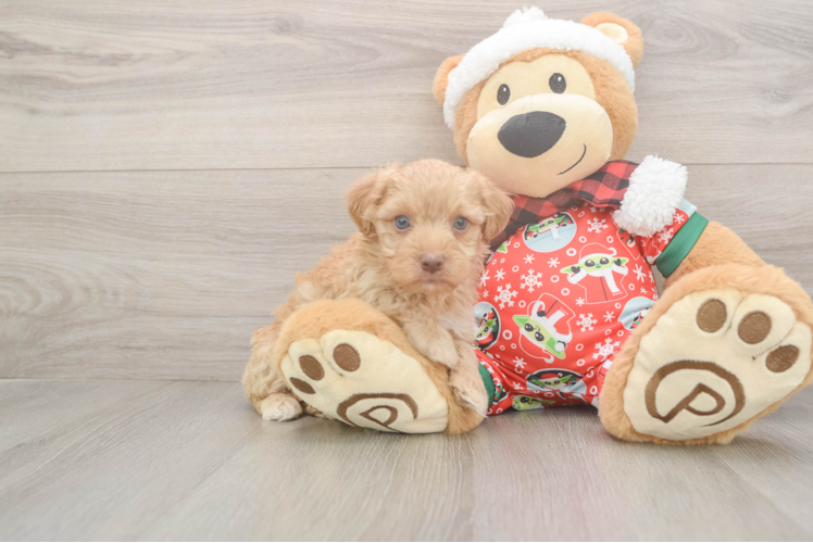 Yorkie Poo Pup Being Cute
