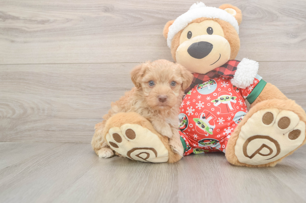 5 week old Yorkie Poo Puppy For Sale - Seaside Pups