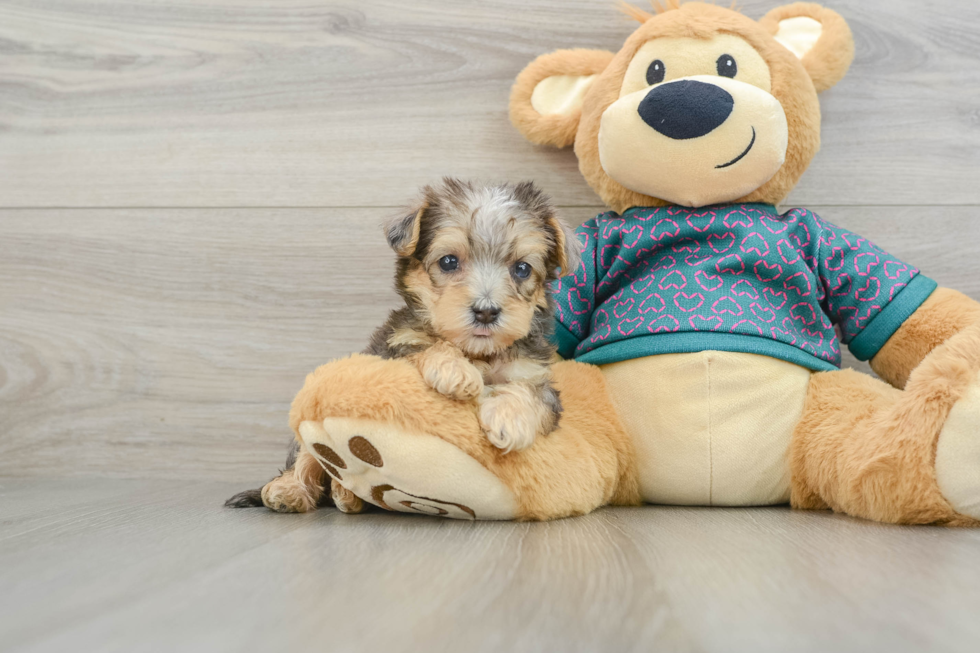 Yorkie Poo Pup Being Cute