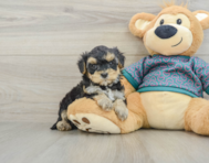 6 week old Yorkie Poo Puppy For Sale - Seaside Pups