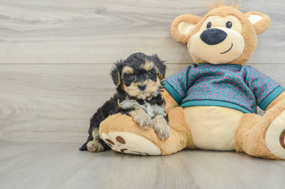 6 week old Yorkie Poo Puppy For Sale - Seaside Pups
