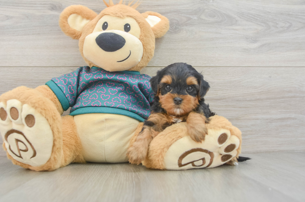 5 week old Yorkie Poo Puppy For Sale - Seaside Pups