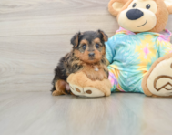 8 week old Yorkie Poo Puppy For Sale - Seaside Pups