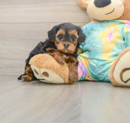 5 week old Yorkie Poo Puppy For Sale - Seaside Pups