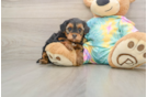 Best Yorkie Poo Baby