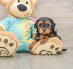 5 week old Yorkie Poo Puppy For Sale - Seaside Pups