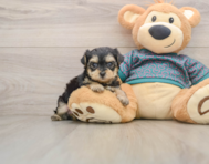 9 week old Yorkie Poo Puppy For Sale - Seaside Pups