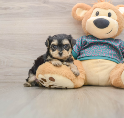 8 week old Yorkie Poo Puppy For Sale - Seaside Pups
