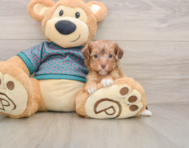 9 week old Yorkie Poo Puppy For Sale - Seaside Pups