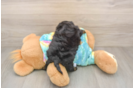 Happy Yorkie Poo Baby