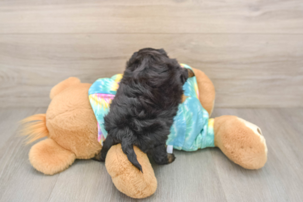 Happy Yorkie Poo Baby