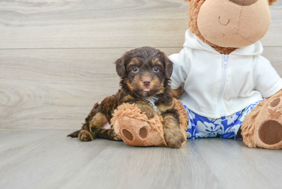 Yorkie Poo Pup Being Cute