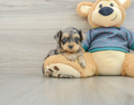5 week old Yorkie Poo Puppy For Sale - Seaside Pups