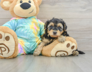 7 week old Yorkie Poo Puppy For Sale - Seaside Pups