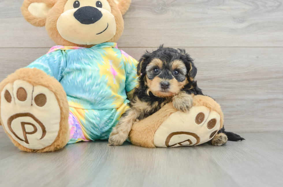 5 week old Yorkie Poo Puppy For Sale - Seaside Pups