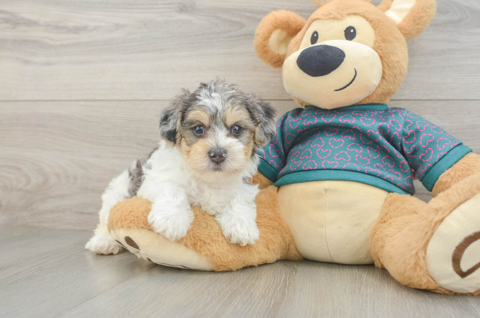 5 week old Yorkie Poo Puppy For Sale - Seaside Pups