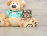 9 week old Yorkie Poo Puppy For Sale - Seaside Pups
